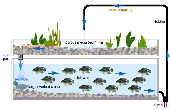Aquaponic System – Beckoi