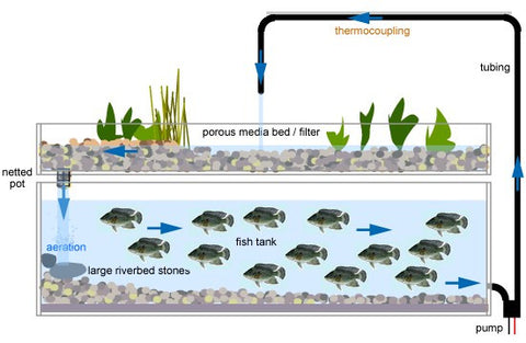 aquaponics isolation net fish Aquaponic System – Beckoi