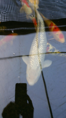 Fish $25 to $1000.00