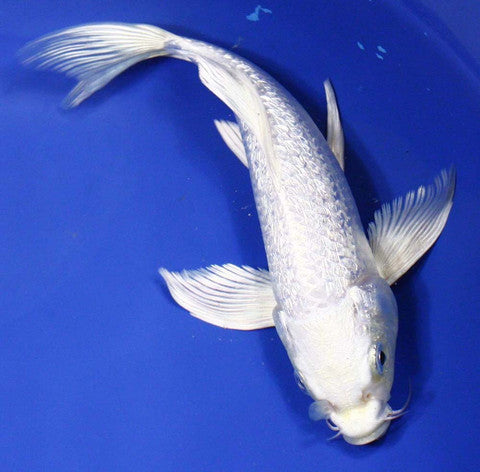 Butterfly Koi. OUT OF STOCK